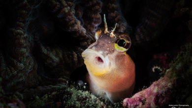 此張作品獲2015基隆海科館舉辦的水下攝影比賽微距冠軍。吳秀玲攝