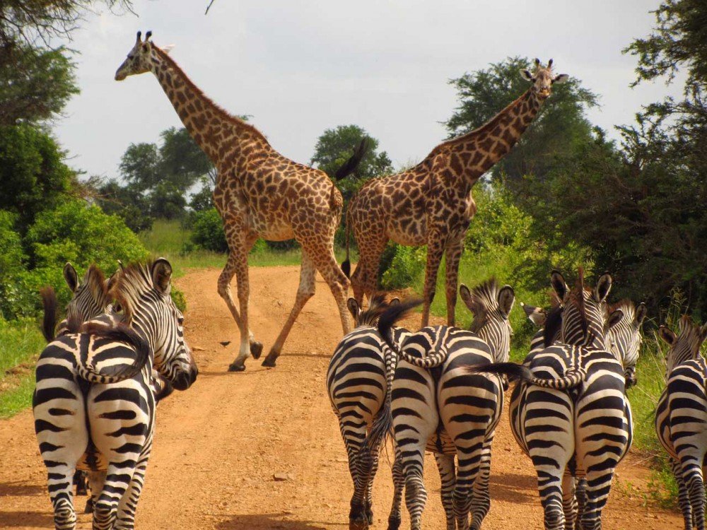 第一名的非洲波札那，丘比國家公園內有許多野生動物。
