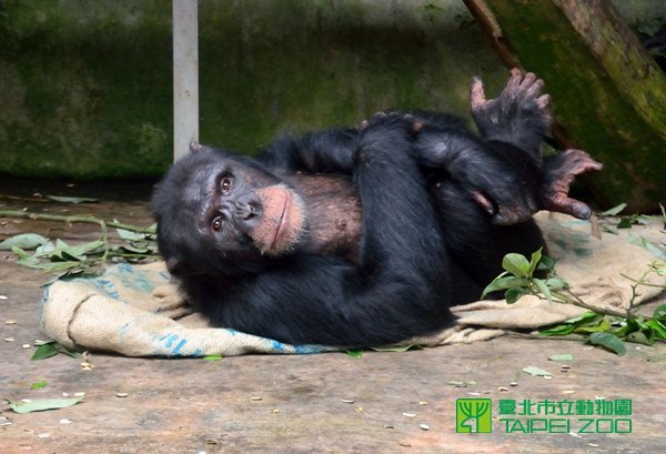 黑猩猩用乾草鋪床，藉此取暖。