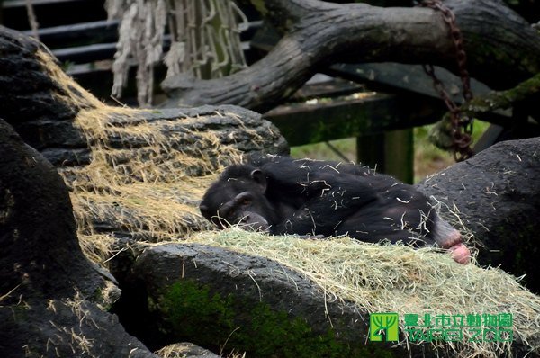 黑猩猩趴在乾草鋪的床，動都不想動。
