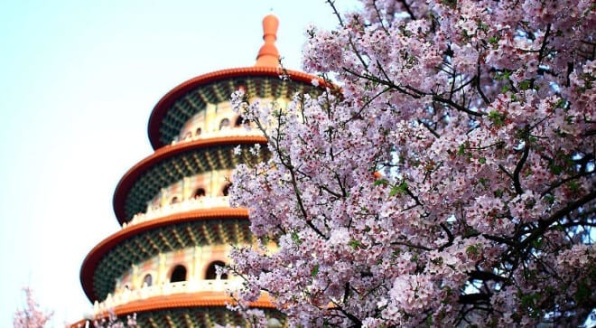 淡水天元宮櫻花盛景。〈圖片來源：翻攝維基百科〉