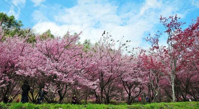 武陵櫻花是賞櫻的熱門去處。〈圖片來源：翻攝flickr 阿虎隊長〉