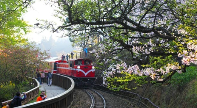 搭小火車欣賞阿里山櫻花，別有一番情趣。〈圖片來源：翻攝flickr Jerry Lai〉