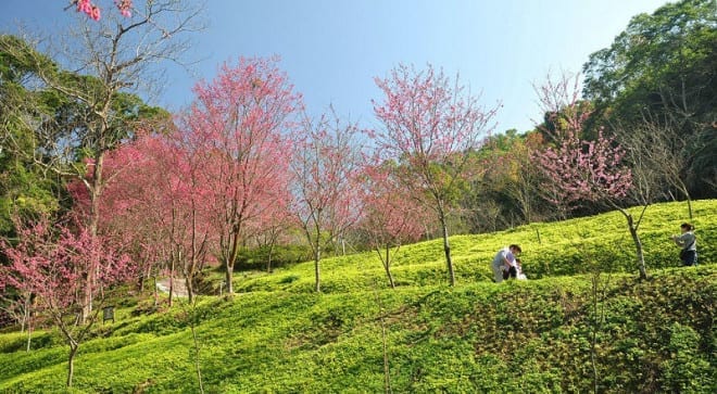 東勢林場有將近一萬棵櫻花。〈圖片來源：翻攝flickr king.f〉