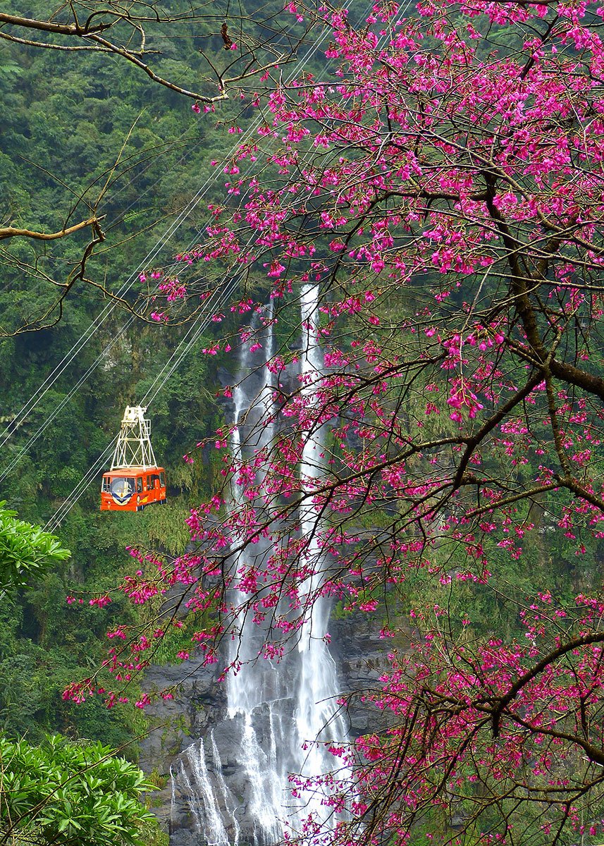 新北市烏來的櫻花與瀑布、纜車，形成相當美麗的構圖。（圖片來源：新北市政府提供）