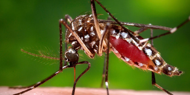 全球暖化使蚊子快速繁殖增長，恐助登革熱、茲卡疫情擴大。(圖片來源：翻攝網路)