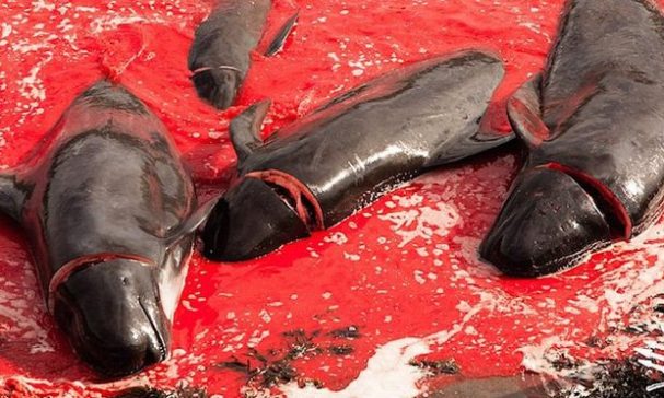 獵人們會切斷送氧氣到腦部的動脈，讓鯨魚慢慢斷氣死亡。（照片來源：海洋守護協會）