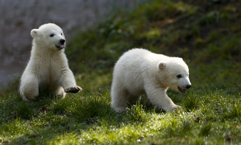 捕不到獵物 成年北極熊叼幼熊頭顱不忍卒睹